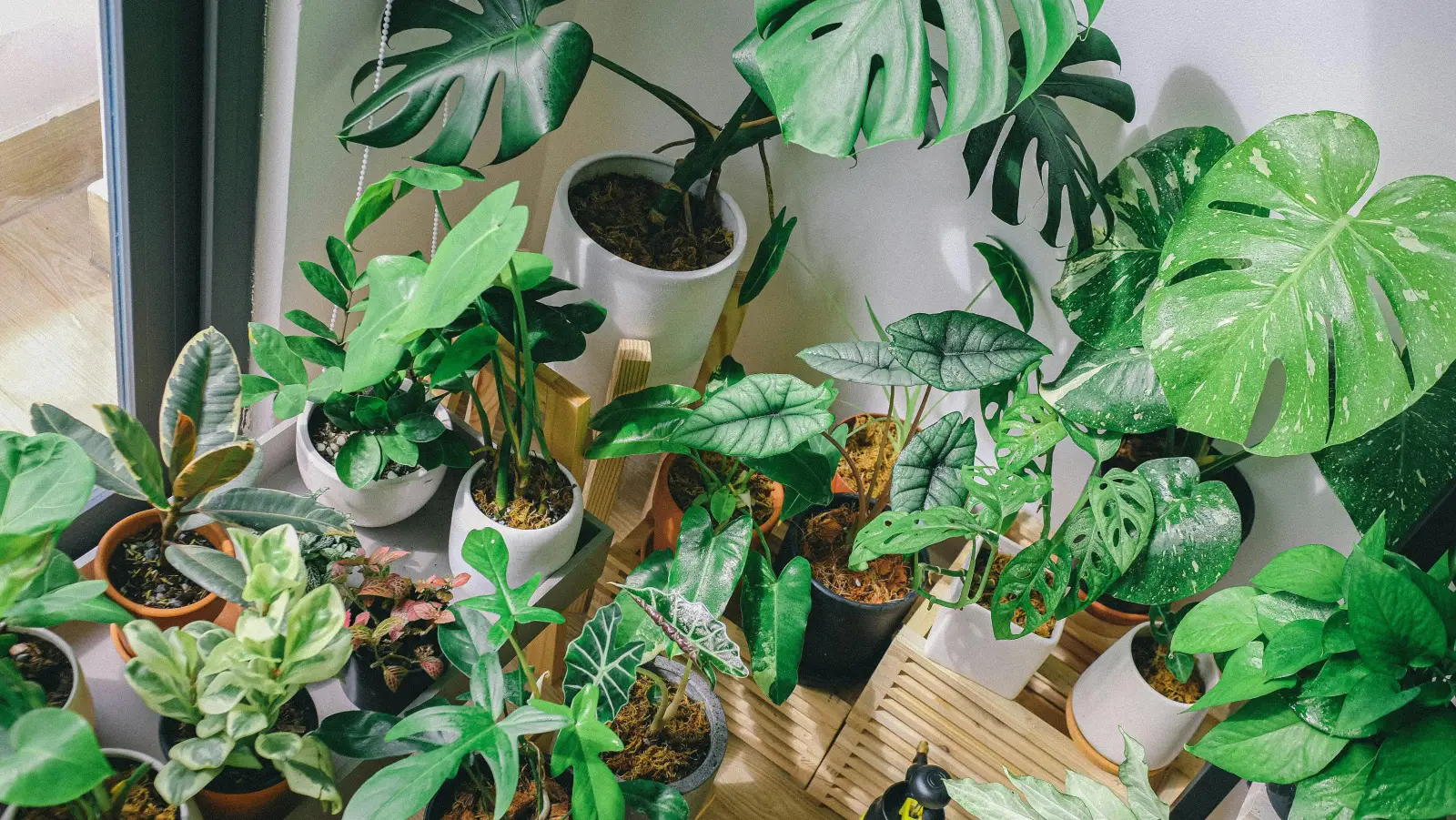 apartment plants university gateway blog usc student apartments